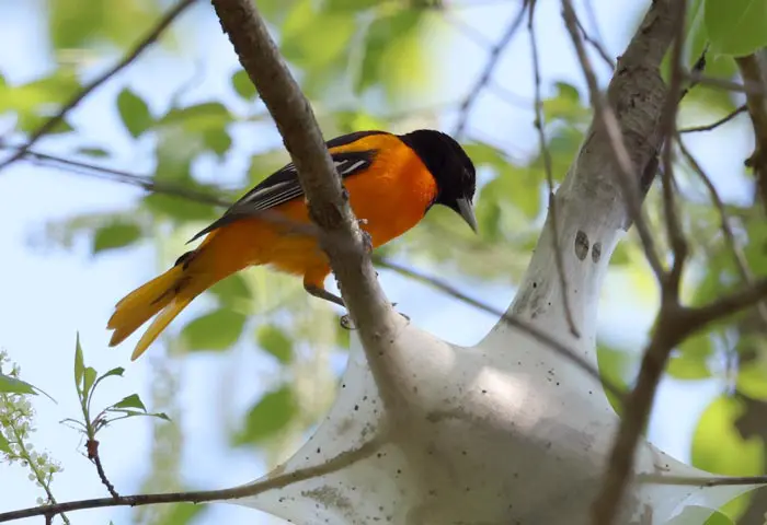 BaltimoreOriole